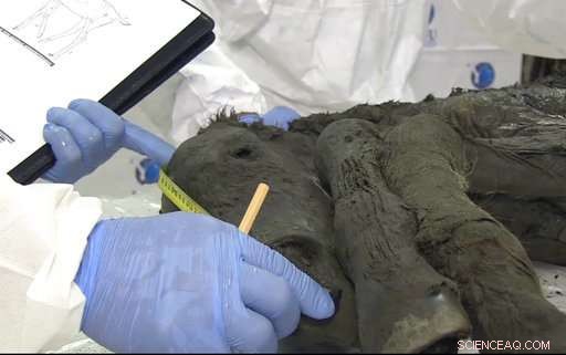 Scientists Discover Perfectly Preserved Ancient Foal Fossil in Siberian Permafrost