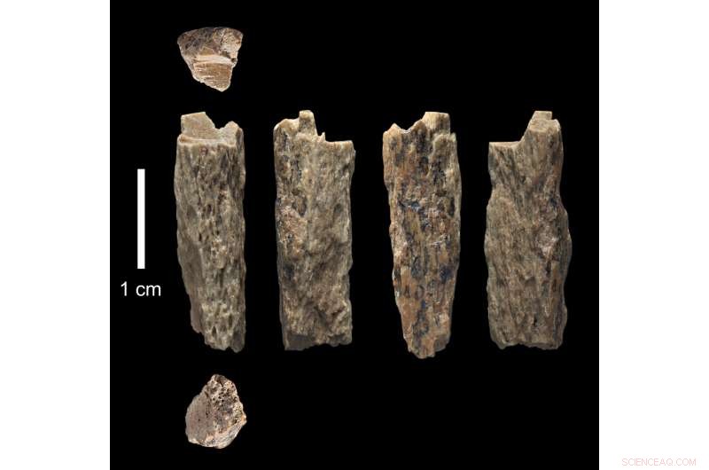 Newly Sequenced Genome Reveals Inter-Species Birth: Denisova 11, Daughter of Neanderthal Mother and Denisovan Father