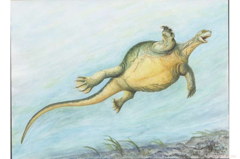 Ancient Turtle Reveals Early Beak Evolution Before Shell Development