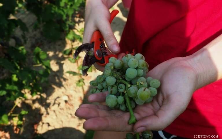 French Winemakers Celebrate Record-Breaking 2018 Vintage