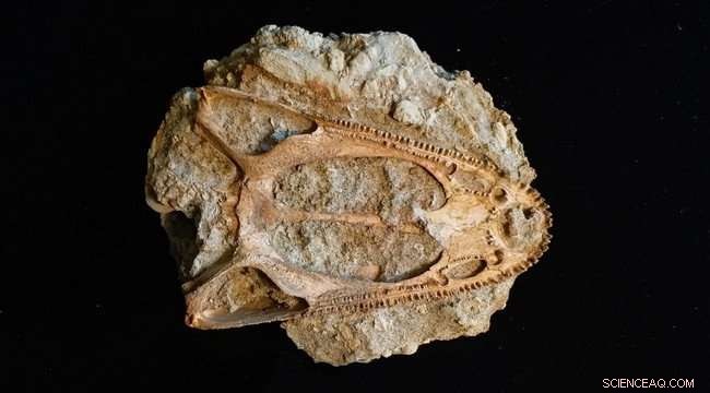 Scientists Unearth Most Complete Wetlugasaurus Skull, Advancing Triassic Amphibian Research