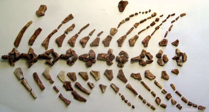 Scientists Unearth Most Complete Wetlugasaurus Skull, Advancing Triassic Amphibian Research