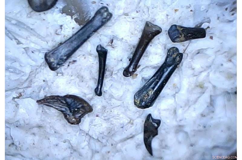 New Fossil Findings Reveal Rapid Mammalian Evolution After Dinosaur Extinction