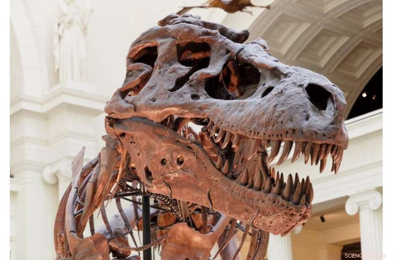 New Fossil Findings Reveal Rapid Mammalian Evolution After Dinosaur Extinction