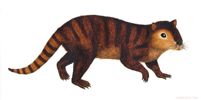 New Fossil Findings Reveal Rapid Mammalian Evolution After Dinosaur Extinction