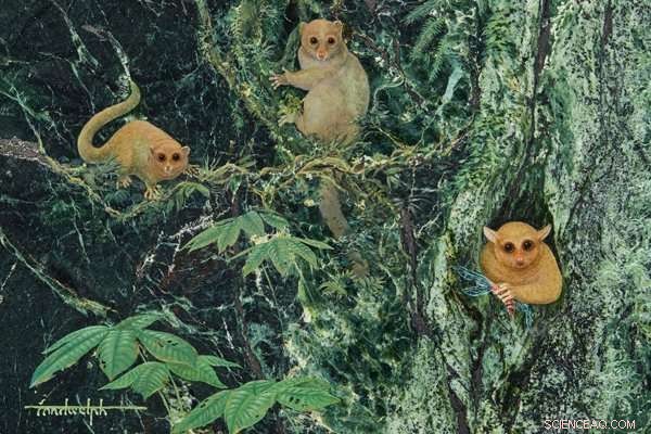 UT Austin Researchers Identify Three New Ancient Primates