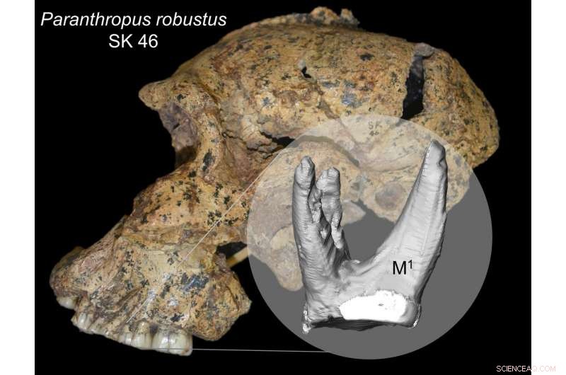 Unveiling the Diet of Our Ancient Relatives: A Comprehensive Analysis