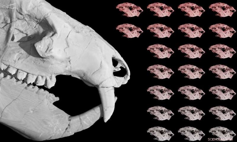 Extinct Mammal Relative with 38 Offspring Offers New Insights into Brain Evolution