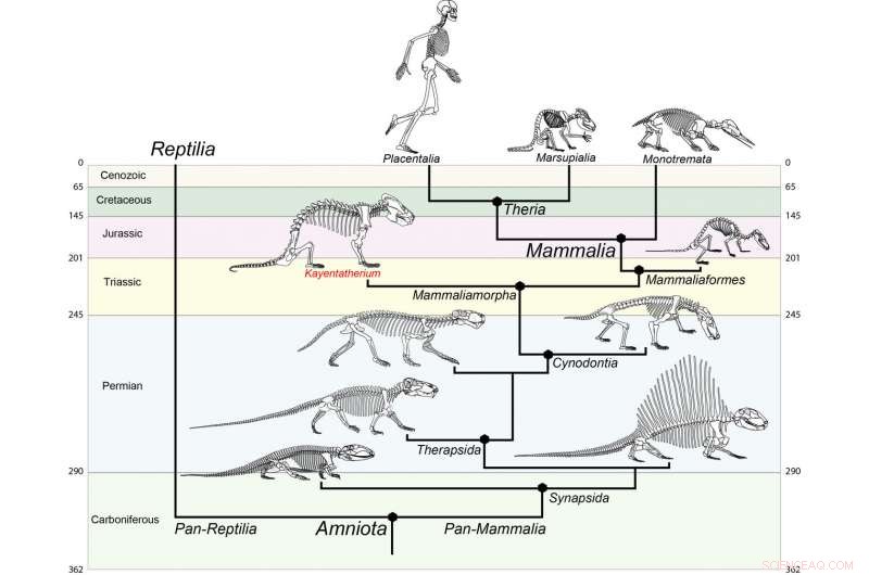 Extinct Mammal Relative with 38 Offspring Offers New Insights into Brain Evolution