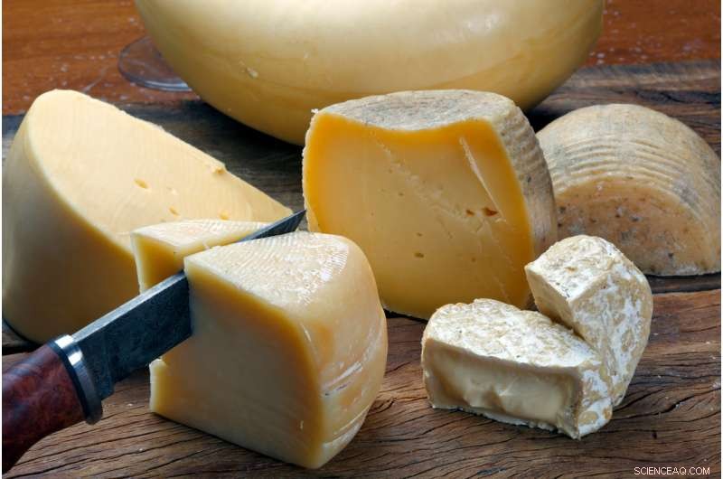 How Cheese Shaped Human Evolution: The Ancient Egyptian Discovery