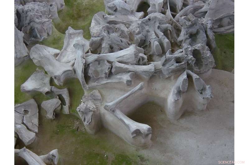 Woolly Mammoths Altered Their Diet Before Extinction, Study Shows