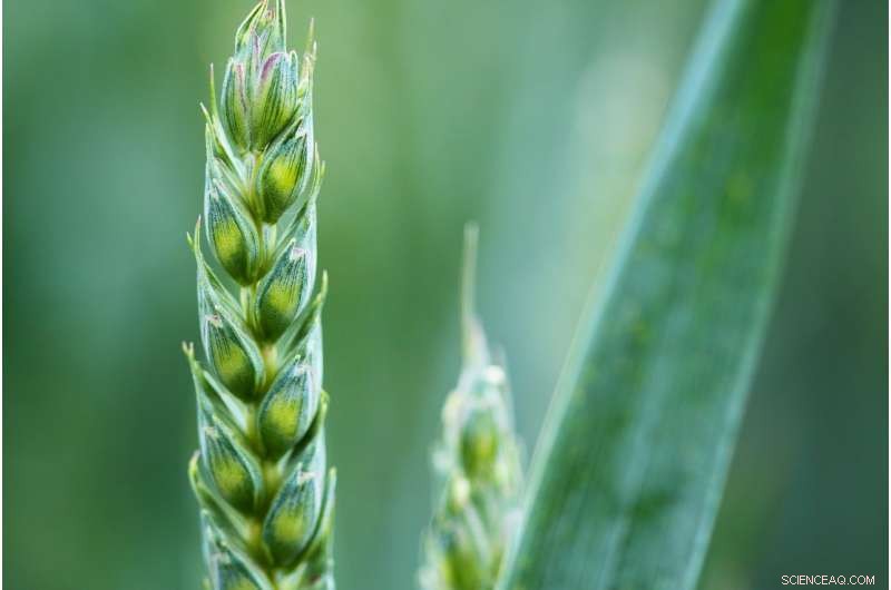 New Study Reveals 4,800-Year-Old Farming in Brazil’s Coastal Strip