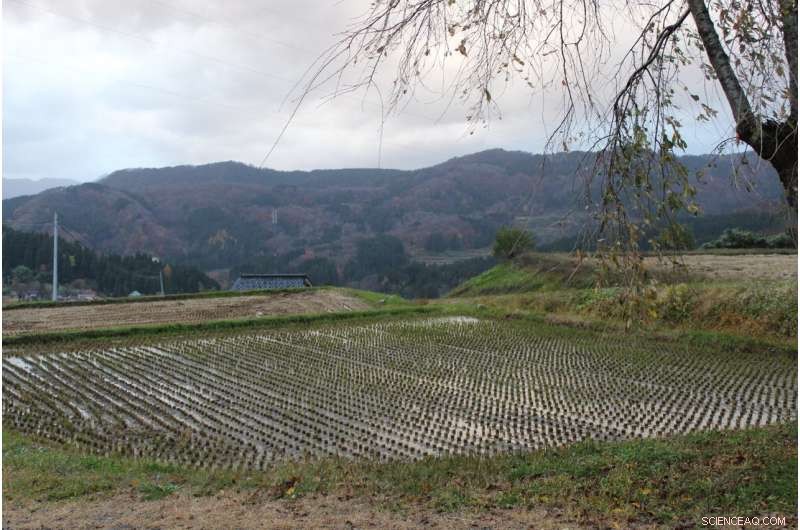 Impact of the 2011 Disaster on Rural Japan’s Marriage Migration