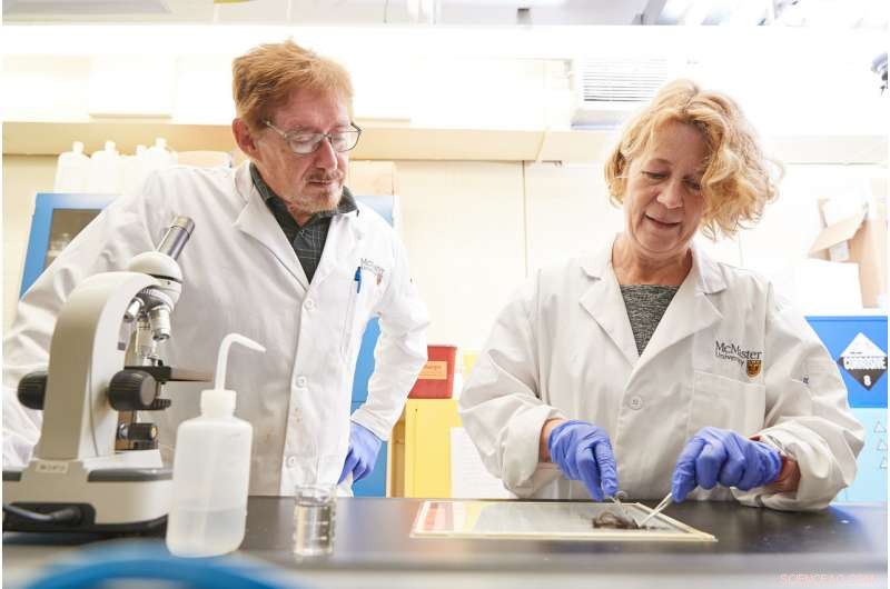 New Hair Analysis from Franklin Expedition Member Sheds Light on Lead Poisoning Mystery