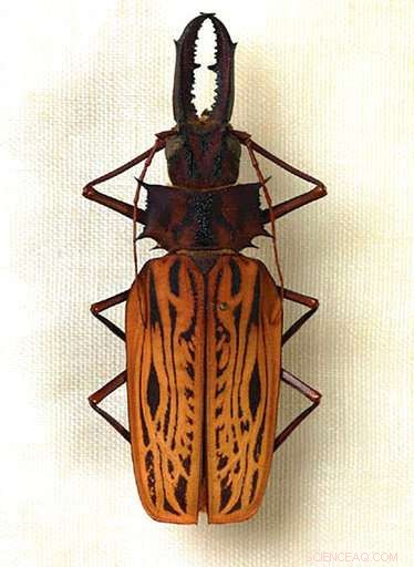 Scientists Hope Key Artifacts Survived Brazil Museum Fire