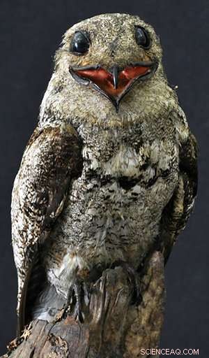 Scientists Hope Key Artifacts Survived Brazil Museum Fire