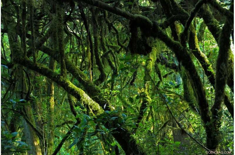 African Rainforests: Key to Unlocking Secrets of Early Human Ancestors