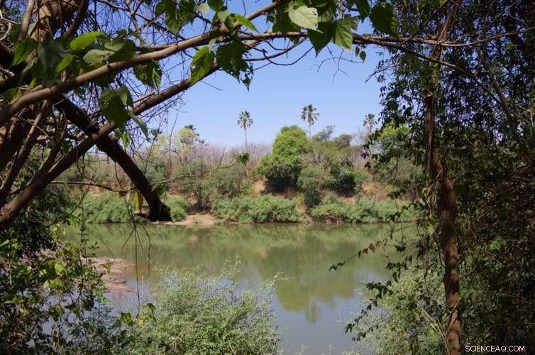 African Rainforests: Key to Unlocking Secrets of Early Human Ancestors