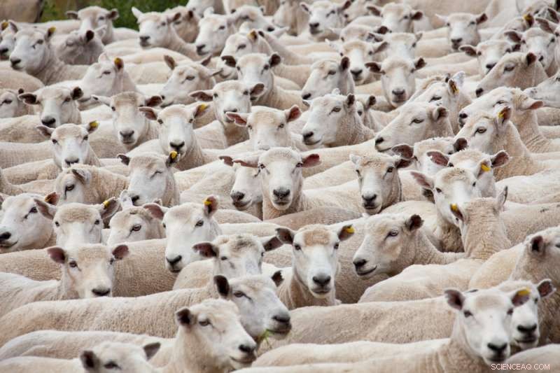 Animal Welfare: How Cheap Knitwear Can Harm Sheep