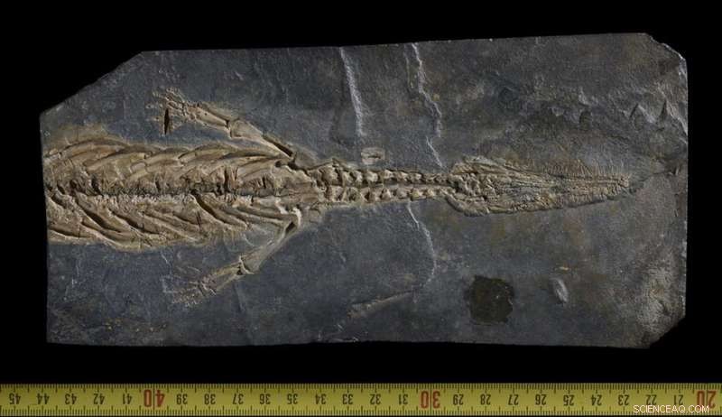 Decolonizing Paleontology: What It Means and Why It Matters