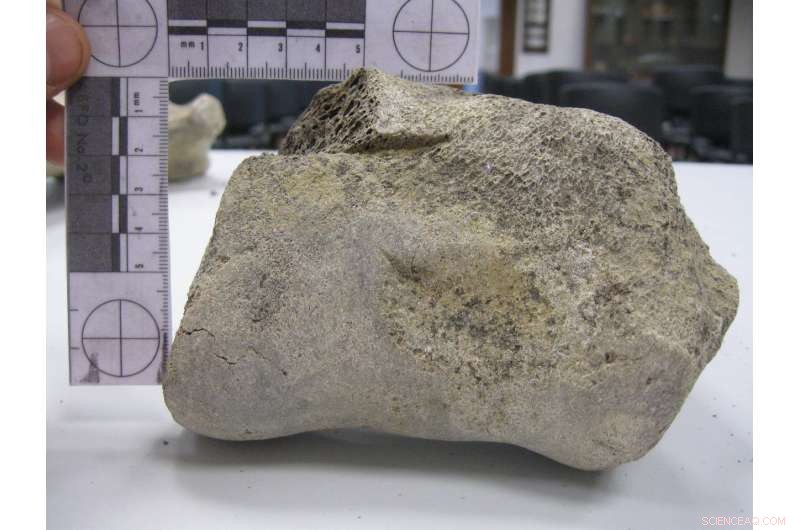 New Fossil Evidence Pushes Back Human Arrival in Madagascar by 6,000 Years