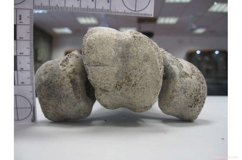 New Fossil Evidence Pushes Back Human Arrival in Madagascar by 6,000 Years