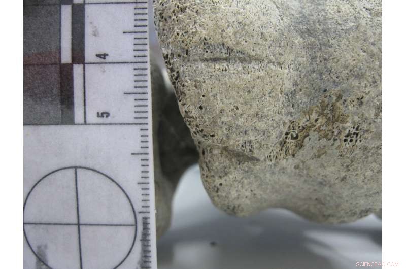 New Fossil Evidence Pushes Back Human Arrival in Madagascar by 6,000 Years