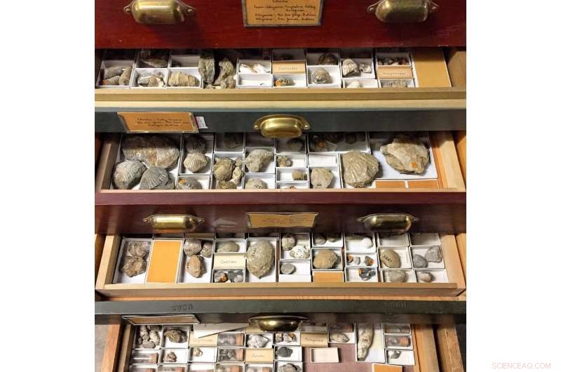 Transforming Museum Fossil Collections: Digitizing Hidden Dark Data for Global Research