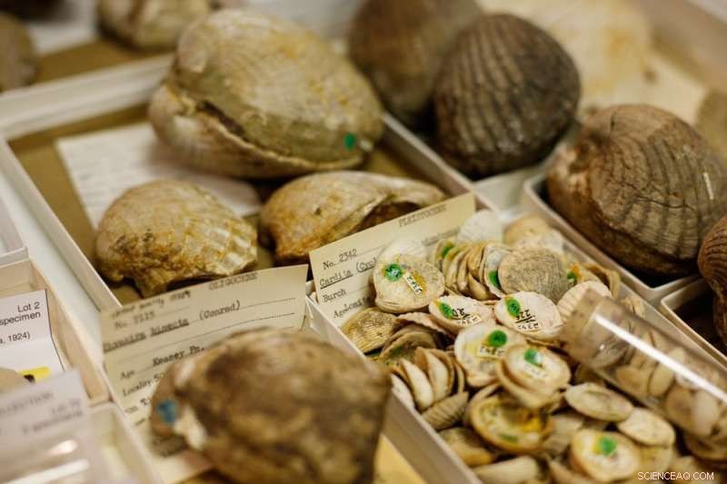 Transforming Museum Fossil Collections: Digitizing Hidden Dark Data for Global Research