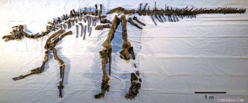 Japan s Largest Complete Dinosaur Skeleton, Mukawaryu, Now Fully Restored
