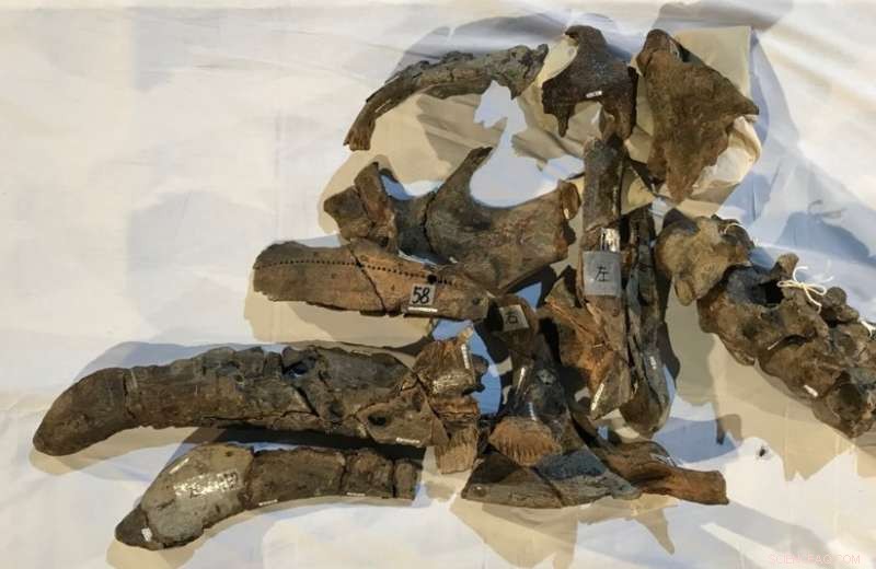 Japan s Largest Complete Dinosaur Skeleton, Mukawaryu, Now Fully Restored