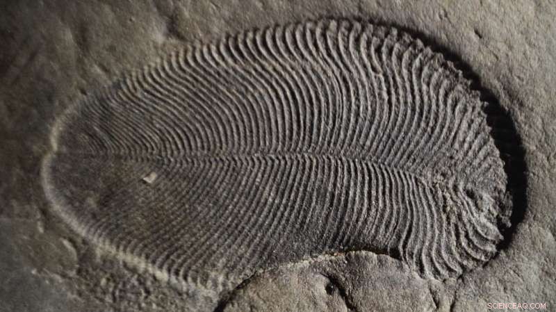 Ancient Fat Molecules in 558‑Million‑Year‑Old Fossil Reveal Earliest Confirmed Animal