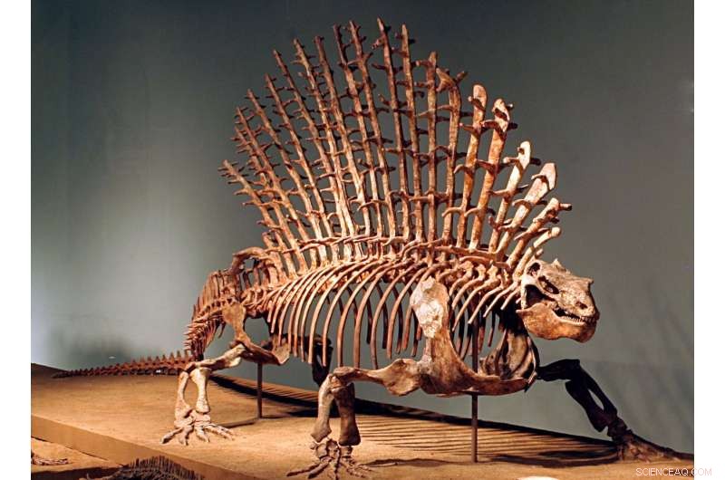 Scientists Reveal How the Spine Defines Mammals