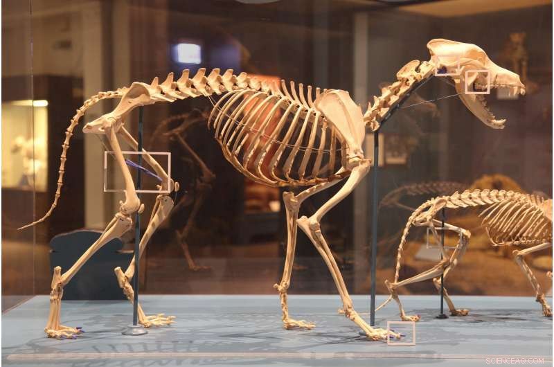 Scientists Reveal How the Spine Defines Mammals