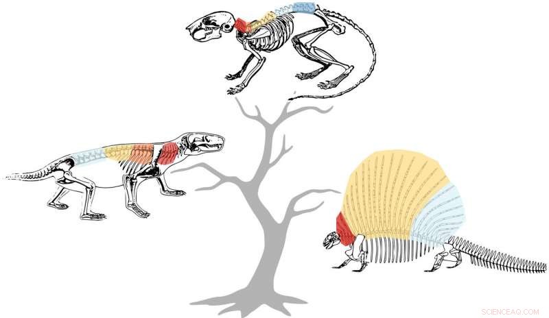 Scientists Reveal How the Spine Defines Mammals