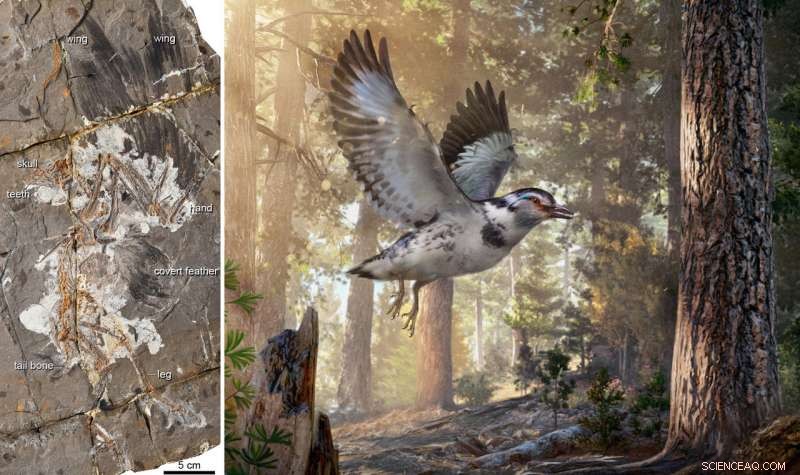 127‑Million‑Year‑Old Chinese Fossil Illuminates Early Bird Evolution