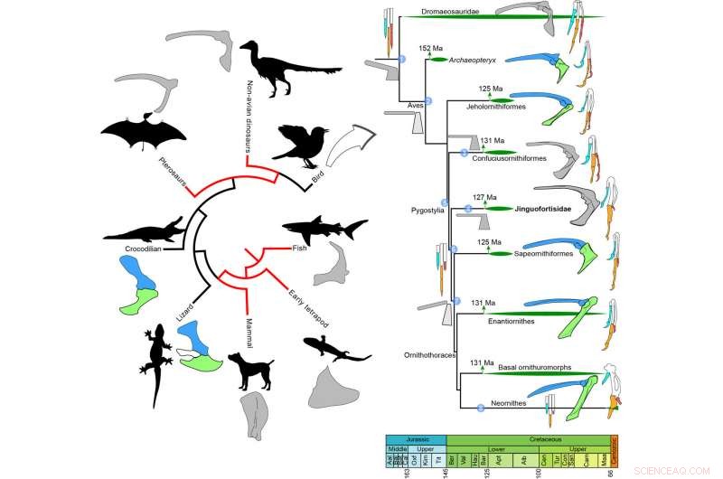 127‑Million‑Year‑Old Chinese Fossil Illuminates Early Bird Evolution