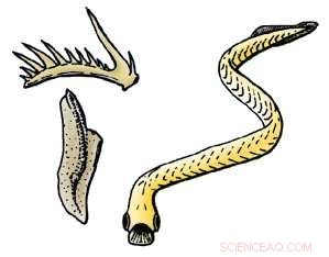 The Earliest Predators: How Their Self‑Repairing Teeth Revolutionized Evolution