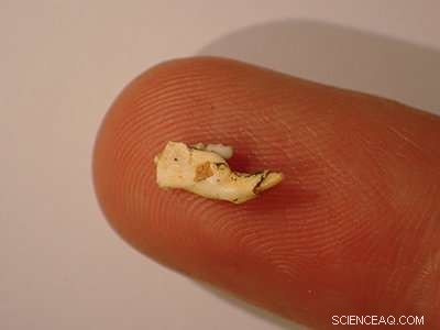 University of Queensland Scientists Uncover Ancient Mice Fossils in Queensland Caves