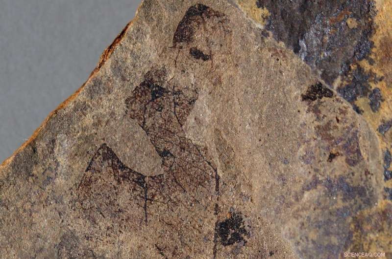 New Fossil Discovery Reveals Massive Flowering Trees Thrived in North America 15 Million Years Earlier