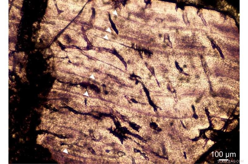 Ledumahadi mafube: South Africa s Newly Discovered Jurassic Giant