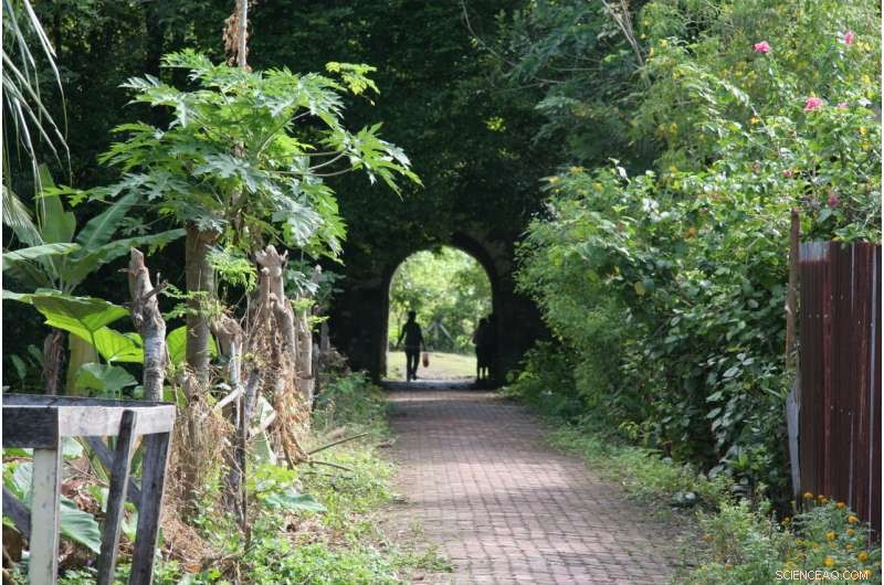 Archaeologists Unearth 3,500-Year-Old Nutmeg Use: Earliest Evidence of Nutmeg as a Food Ingredient