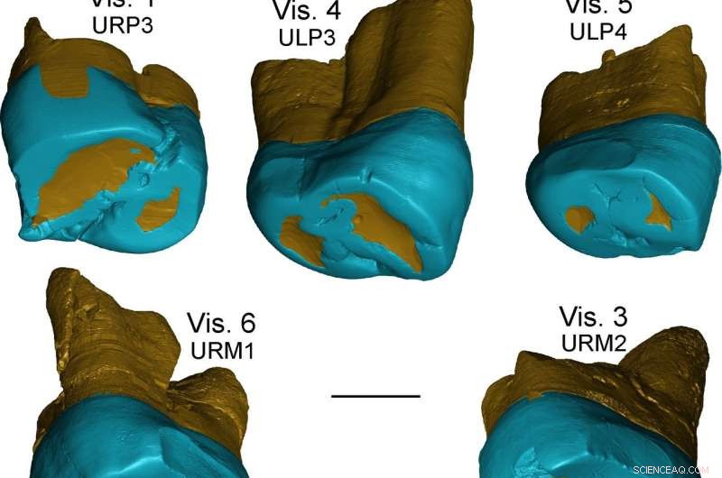 450,000‑Year‑Old Italian Teeth Reveal Early Neanderthal Dental Traits