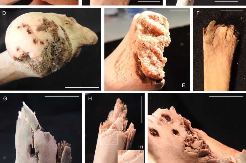 Small Carnivores: Key Drivers of Site Degradation, New Study Reveals