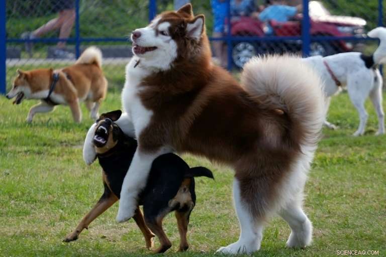 Hoax Study Claims Dog Training Reduces Sexual Abuse: Journal Publication Raises Red Flags