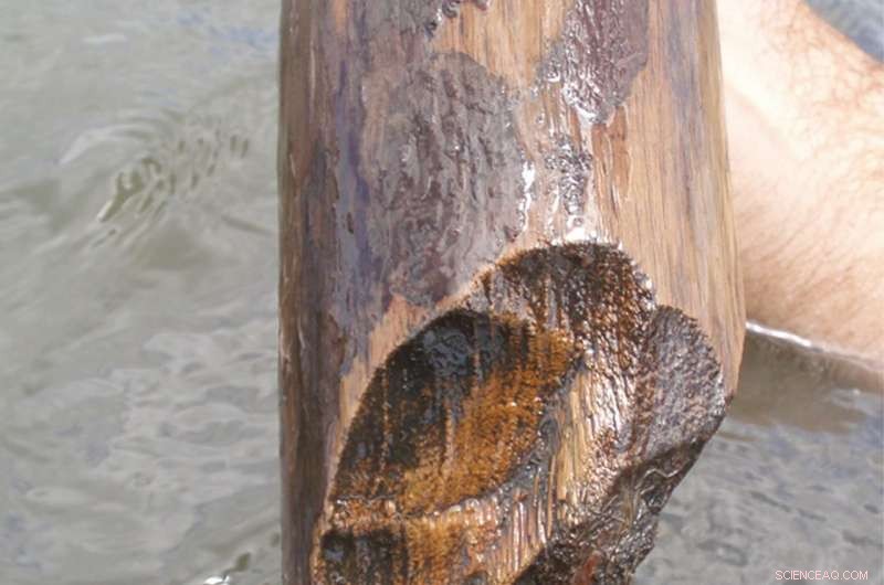 Salt: The Key Catalyst in Ancient Maya Society