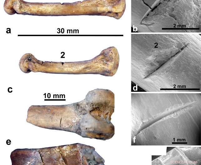 New Study Suggests Human Settlement of Madagascar Occurred Much Later Than Previously Believed