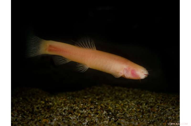 Somali Cavefish Reveal Insights into Ancient DNA Repair and Modern Mammal Evolution
