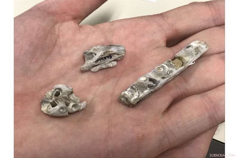 Did Mosasaurs Use Ramming Tactics Like Modern Killer Whales?