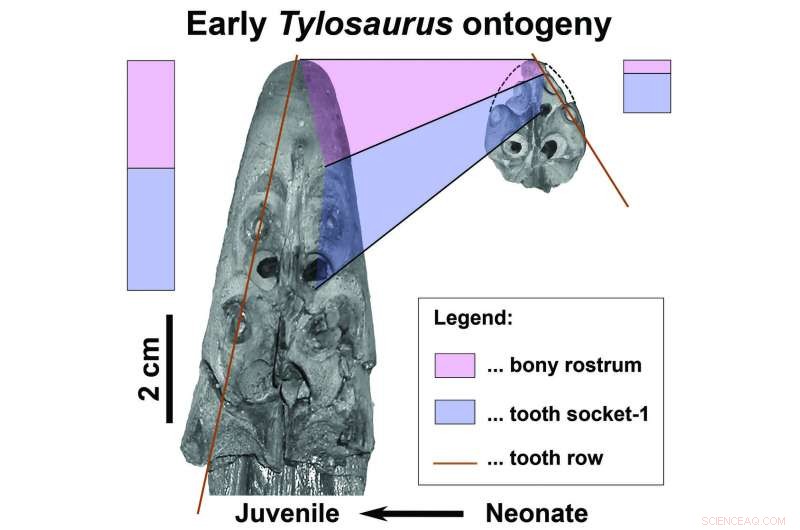 Did Mosasaurs Use Ramming Tactics Like Modern Killer Whales?